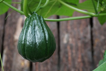 Close up of chayote or guisquil fruit hanging from the plant 