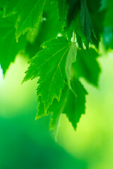 Fototapeta na wymiar sunlit green maple leaves background