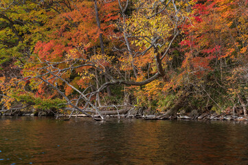 秋の湖畔の森の紅葉。日本の北海道の屈斜路湖。