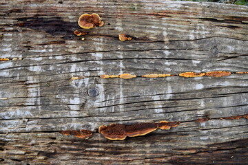 Old wood texture with mushrooms on it  © Alex Jauk