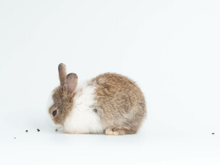 Rabbit pet animal wild pretty beautiful small ear bunny fluffy portrait symbol decoration ornament happy chinese new year 2023 zodiac asia easter egg spring season character natural festival little 