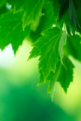 Fototapeta na wymiar green, maple leaves background