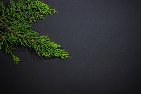 New Year backgraund christmas tree on a dark background and empty space - a fir branch