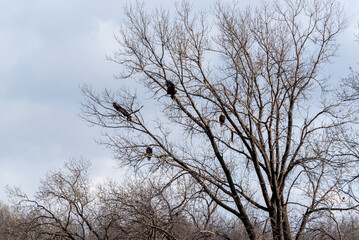Fototapeta na wymiar Bald Eagles Perched In The Trees In January