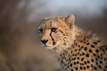 Portrait of a cheetah