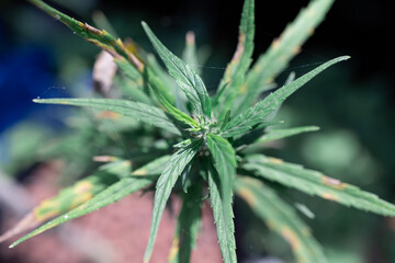 close up of marijuana cannabis plant