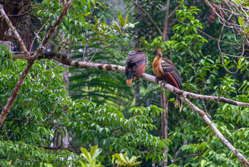 Pair of Hoatzin birds (Stinkbird or reptile bird - Opisthocomus hoazin) siting on a tree branch in the lush vegetation of the rainforest in the Amazonian Cuyabeno national park