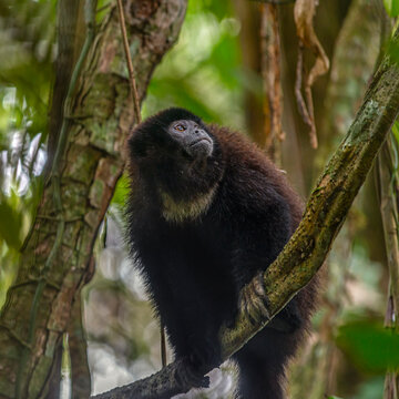 Ecuadorian mantled howler monkey (Alouatta palliata aequatorialis) sitting on a tree in the Cuyabeno Amazon national park in Ecuador. Howler monkeys have long, thick hair with beards.
