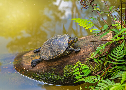 A terrapin Arrau turtle resting and sunbathing on a log not covered by the water of the river. The animal has the head outside the shell. There are beautiful reflections of the sunlight in the water