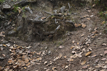 Naklejka na ściany i meble Cute himalayan pika coming out of house under tree roots. Himachal Pradesh, India