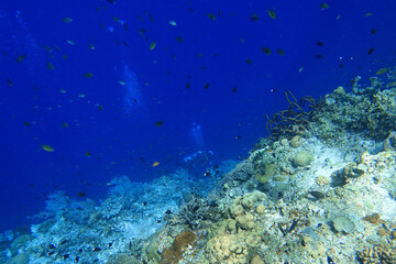 Fototapeta na wymiar Indonesia Alor Island - Marine life Scuba Diving in coral reef
