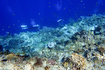 Fototapeta na wymiar Indonesia Alor Island - Marine life Scuba Diving in coral reef