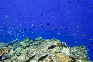Fototapeta na wymiar Indonesia Alor Island - Marine life coral reef with tropical fish