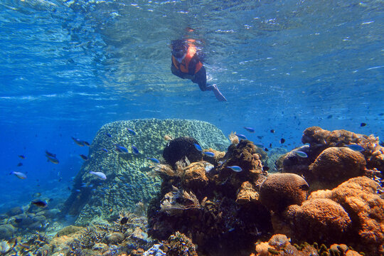 Indonesia Alor Island - Marine life Woman snorkeling in coral reef