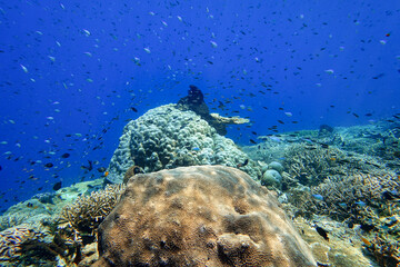 Indonesia Alor Island - Marine life coral reef with tropical fish