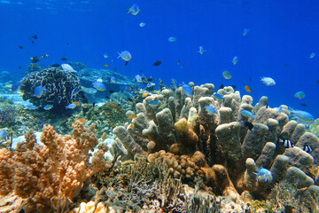 Naklejka na ściany i meble Indonesia Alor Island - Marine life coral reef with tropical fish