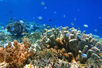 Foto op Aluminium Indonesia Alor Island - Marine life coral reef with tropical fish © Marko