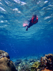 Fototapeta premium Indonesia Alor Island - Marine life Woman snorkeling in coral reef