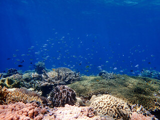 Indonesia Alor Island - Marine life coral reef with tropical fish