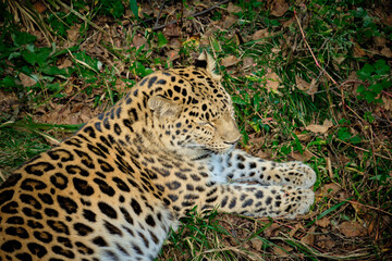 Fototapeta na wymiar Leopard in the Seaside safari Park sleeps on the ground.