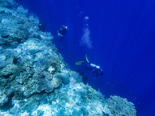 Indonesia Alor Island - Marine life Scuba Diving in coral reef