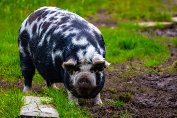 Pig farm life, black and white pig feeding