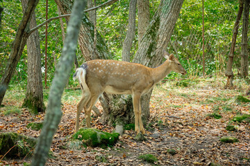 Naklejka na ściany i meble Spotted deer in the forest in the Seaside Safari Park.