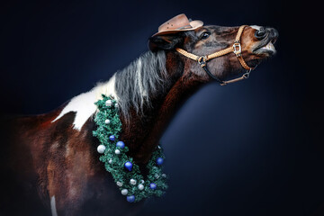 Funny portrait of a brown pinto western horse wearing a festive christmas wreath and a hat in front...