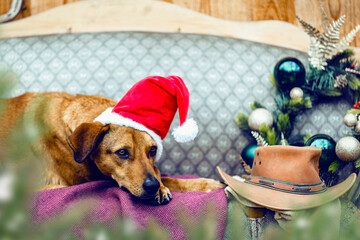 Cute rustic portrait of a brown mongrel dog sitting on a sofa and wearing a red santa hat