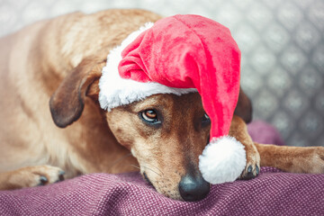 Cute rustic portrait of a brown mongrel dog sitting on a sofa and wearing a red santa hat