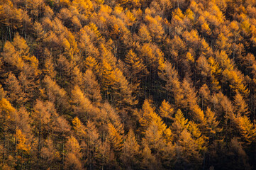 夕日に照らされたカラマツ林の黄葉