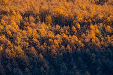 夕日に照らされたカラマツ林の黄葉