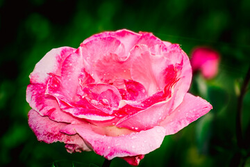 Rosa rosada mojada por la lluvia con fondo verde vivo desenfocado