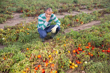 Frustrated young adult male farmer checking tomatoes on field with many damages after thunderstorm and massive rain