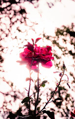 Rosa rosada en primer plano con hojas de árboles desenfocados de fondo con luz del sol suave detrás de la silueta de la rosa