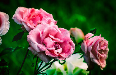 Tres rosas rosadas con gotas de la lluvia con fondo verde vivo desenfocado