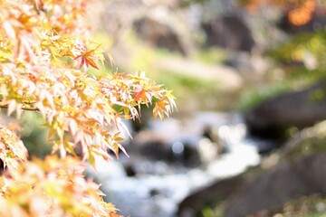autumn leaves in the forest