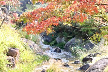 mountain stream in autumn