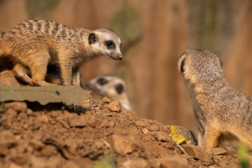 Fototapeta premium Meerkat's behavior during the day, blurred background, copy space for text