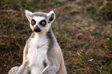 Single Lemur staring directly at camera