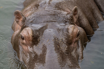 A hippopotamus (Hippopotamus amphibious) lying in the river with its head above water looking...