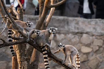 A company of the ring tailed lemurs playing together. This mammal with a natural habitat in Madagascar has the scientific name Lemur catta.
