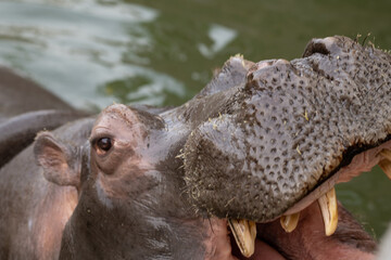 Hippo opening jaws. Head closeup. One adult hungry hippo standing at the river with his mouth wide open. Hippo's mouth open waiting for food in the water.