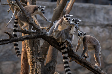 Lemurs play and jump over each other and playing