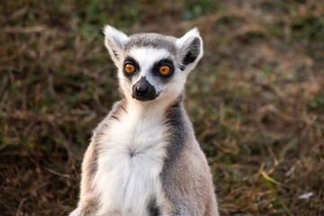 Lemur face, close-up portrait of Madagascar monkey. Ring-tailed Lemur, Lemur catta, with green clear background. Animal from Madagascar, Africa, orange eyes.