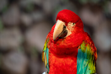 Blue and Red Macaw Ara Chloropterus Bird Sitting in Wood Log with Blurred Green Natural Background