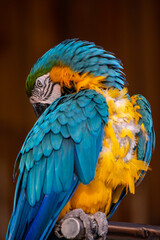 Blue-yellow macaw parrot close-up cleaning its feathers. Big ara parrot with huge beak on jungle background