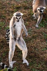 Obraz premium Ring tailed lemur (lemur catta) standing on its tail playing outside