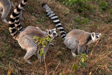 Lemurs in the grass, Ring-tailed Lemur (Lemur catta)