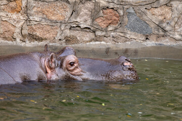 Partial Hippo face showing above smooth water; Hippopotamus amphibius